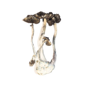 Albino A+ Mushrooms