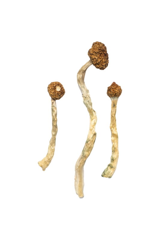 psychedelic mushroom for sale